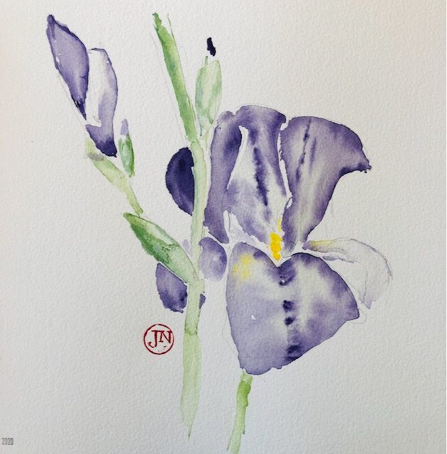 Iris: watercolours