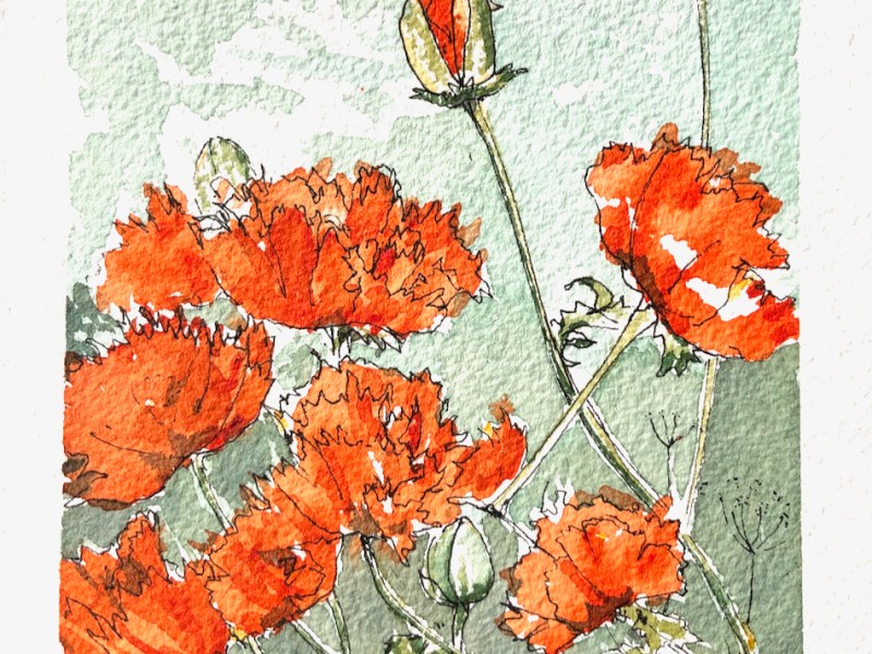 Shetland 2021 –&nbsp;Poppies