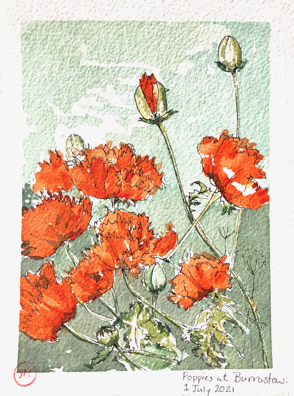 Shetland 2021 –&nbsp;Poppies