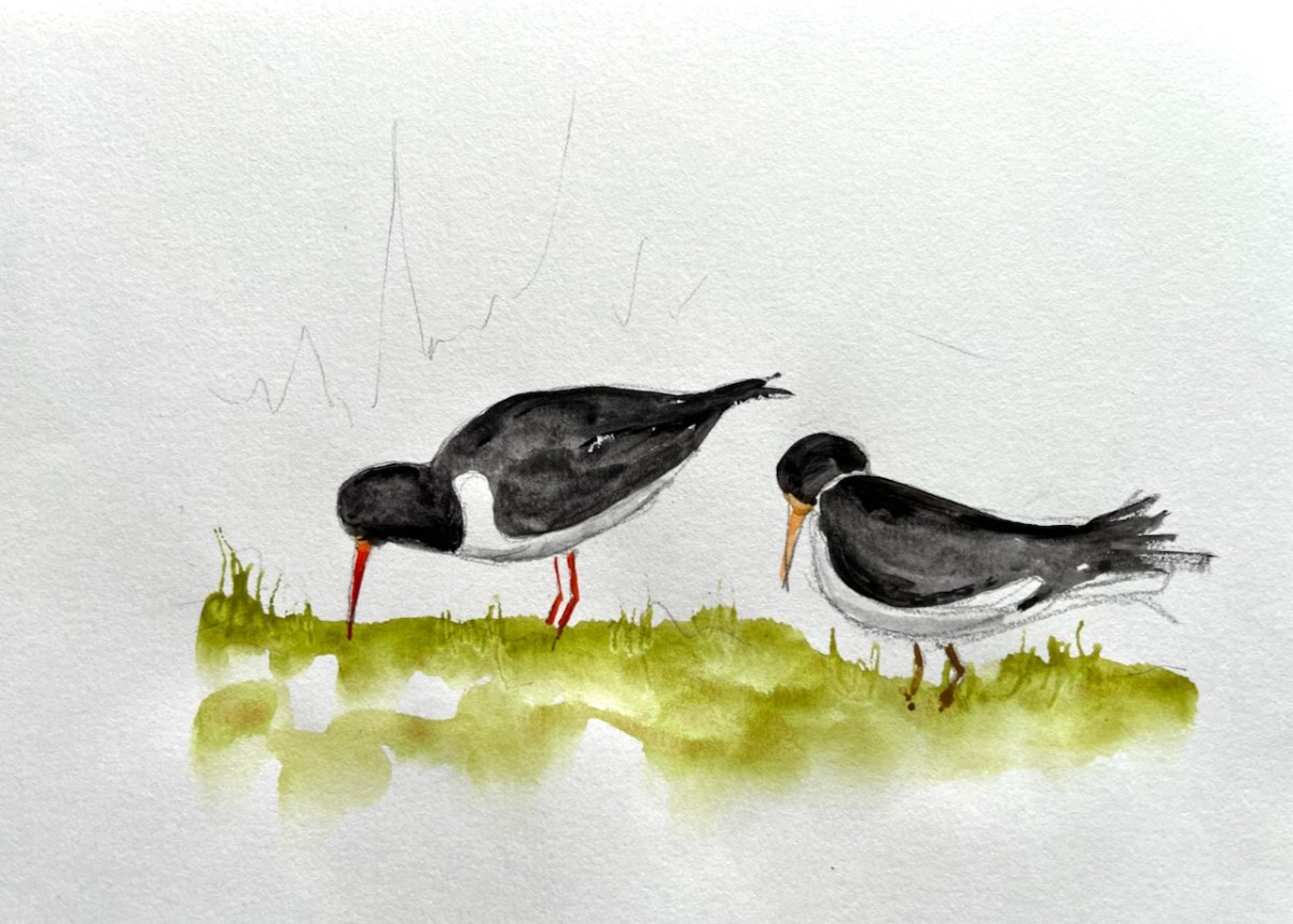 Shetland 2022 –&nbsp;Birds